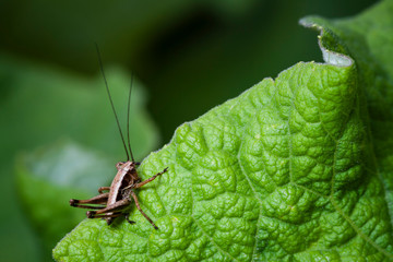 Macrophotographie, Insecte posé sur une feuille