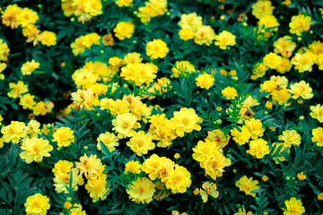 Obraz premium Flower background