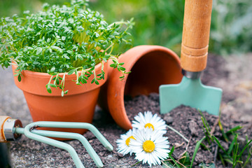 gardening tools and flowers