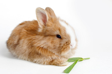 cute little Easter Bunny eating grass isolated on white background