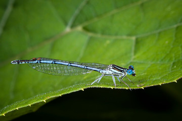 Macrophotographie, Insecte posé sur une feuille