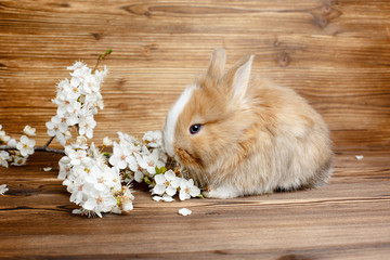 Easter Bunny on a wooden table with a sprig of spring flowers