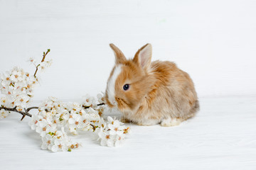 Easter Bunny on a light wooden table with a sprig of spring flowers
