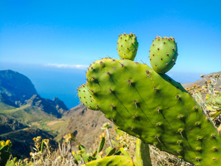 Kaktus, Teneryfa, Wyspy Kanaryjskie, Hiszpania