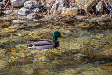 Mallard duck in the spring river
