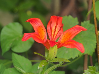 Red petals of a blooming Lily flower.