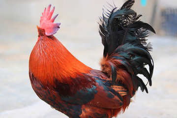 Close up of a Beautiful male Rooster, chicken cock, Beautiful Rooster standing