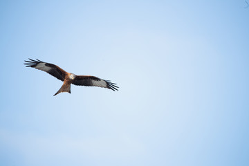 Milan eagle flying in the air looking for prey 6
