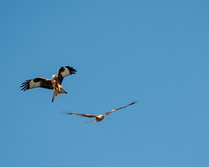 two milan eagles are fighting in the air and flying together 1