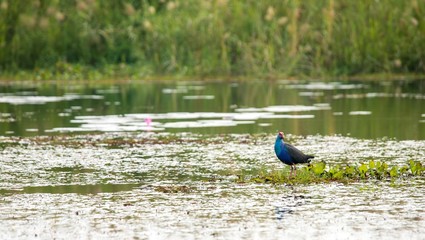 Birds living in the waterfront
