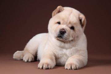 Obraz premium Little fluffy chow chow puppy lying on a brown background