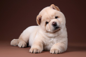 Little fluffy chow chow puppy lying on a brown background
