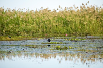 Birds living in the waterfront