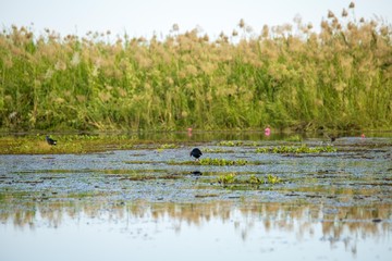 Birds living in the waterfront