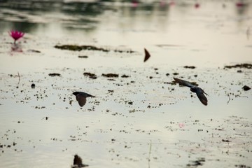 Birds living in the waterfront