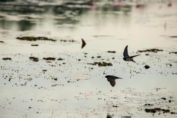Birds living in the waterfront