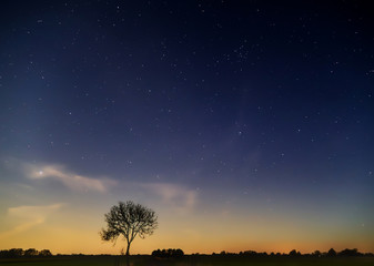 Obraz na płótnie Canvas beautiful dark sky with a lot of stars at Easter morning (April 12, 2020, ca. 04.30 a. m.) with silhouette of a leafless tree in the district Wesermarsch (Germany)