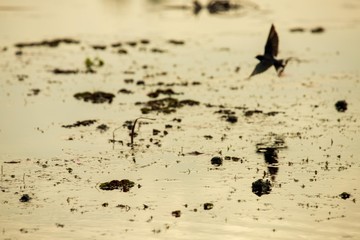 Birds living in the waterfront
