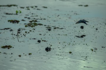 Birds living in the waterfront