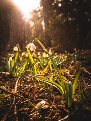flowers in sunshine in spring