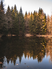reflection of trees in the lake