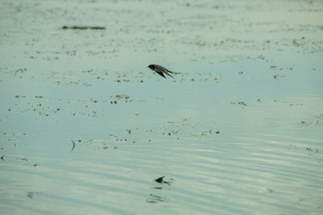 Birds living in the waterfront