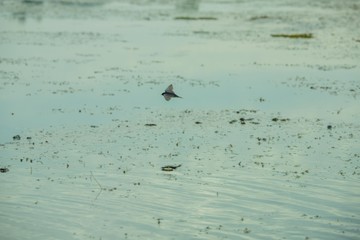 Birds living in the waterfront