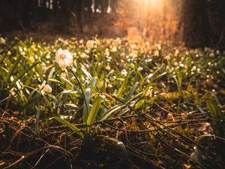 flowers in sunshine in spring