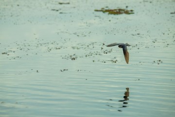 Birds living in the waterfront