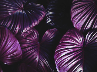 Shiny purple leaves