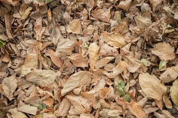 Natural leaves in the forests of Thailand