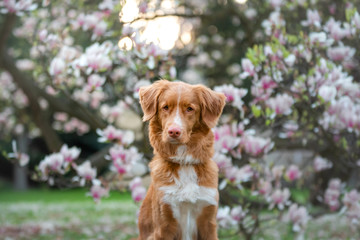 dog at the magnolia flower. Pet in park. pink flowering garden. Nova Scotia Duck Tolling Retriever Outdoors