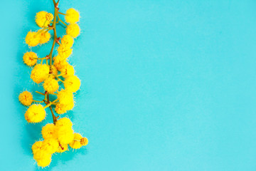 natural yellow willow flowers on a blue background