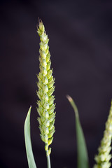 First plant of green wheat spike with its flat grains about to ripen, with a black background.