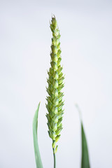 First plant of green wheat spike with its flat grains about to ripen, with white background.
