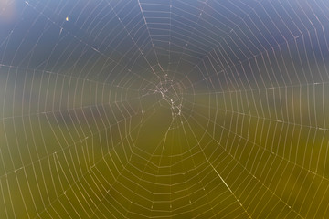 Detalle de una tela de araña en contraste con el fondo más oscuro.