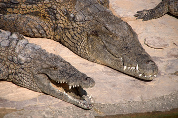 Farma Krokodyli na Dżerbie w Tunezji