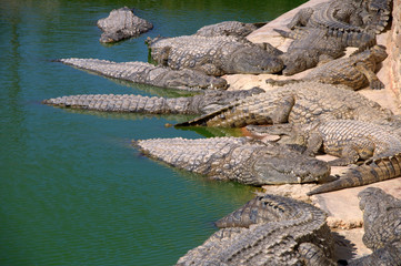 Farma Krokodyli na Dżerbie w Tunezji