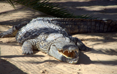 Farma Krokodyli na Dżerbie w Tunezji