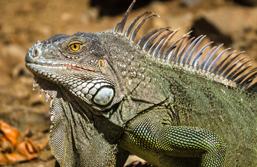 Iguane au soleil