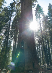 sequoia tree in national park california