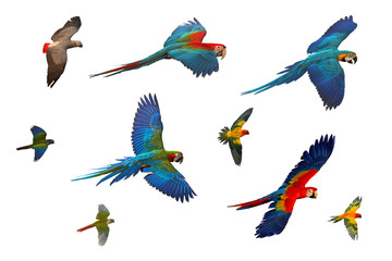 Colorful set of parrot flying isolated on white