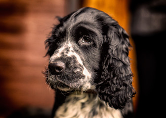Springer Spaniel - szczeniak w ogrodzie. © Krzysztof
