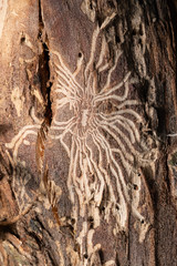 An old tree trunk without bark gnawed through by wood worms with worm traces, background