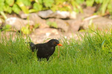  Common blackbird (Turdus merula) eating worm in garden