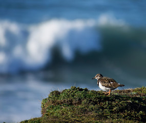 Turnstone spotted on the edge of a cliff at Constantine Bay, Cornwall, UK