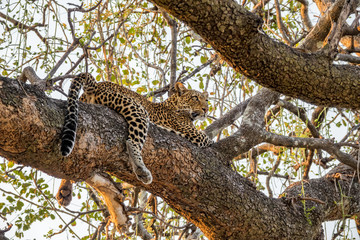 Wild leopard over tree branch looking far