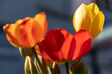 red yellow orange tulips in front of dark background