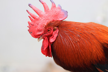A close-up of a red rooster's head and neck