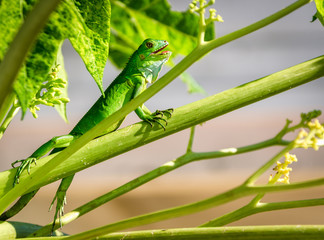 Iguane